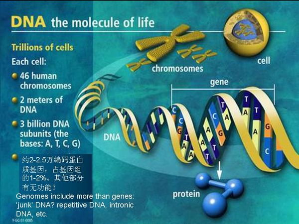 新一代基因（DNA）测序技术与应用进展3.jpg